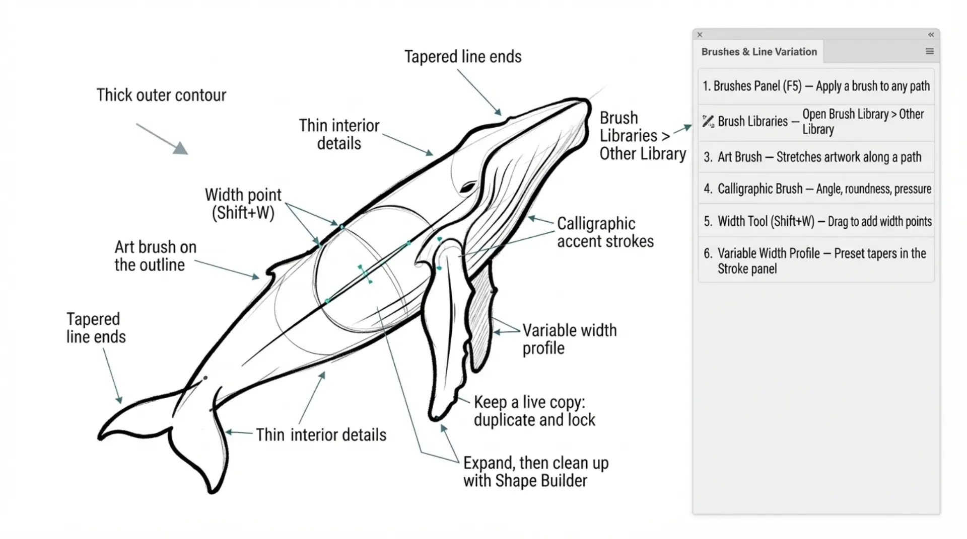 beginner adobe illustrator tutorial whale